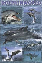 Poster - Dolphin world Enmarcado de cuadros